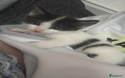 Mixed Breed cats for sale: 5 female kittens for sale  - Image 8