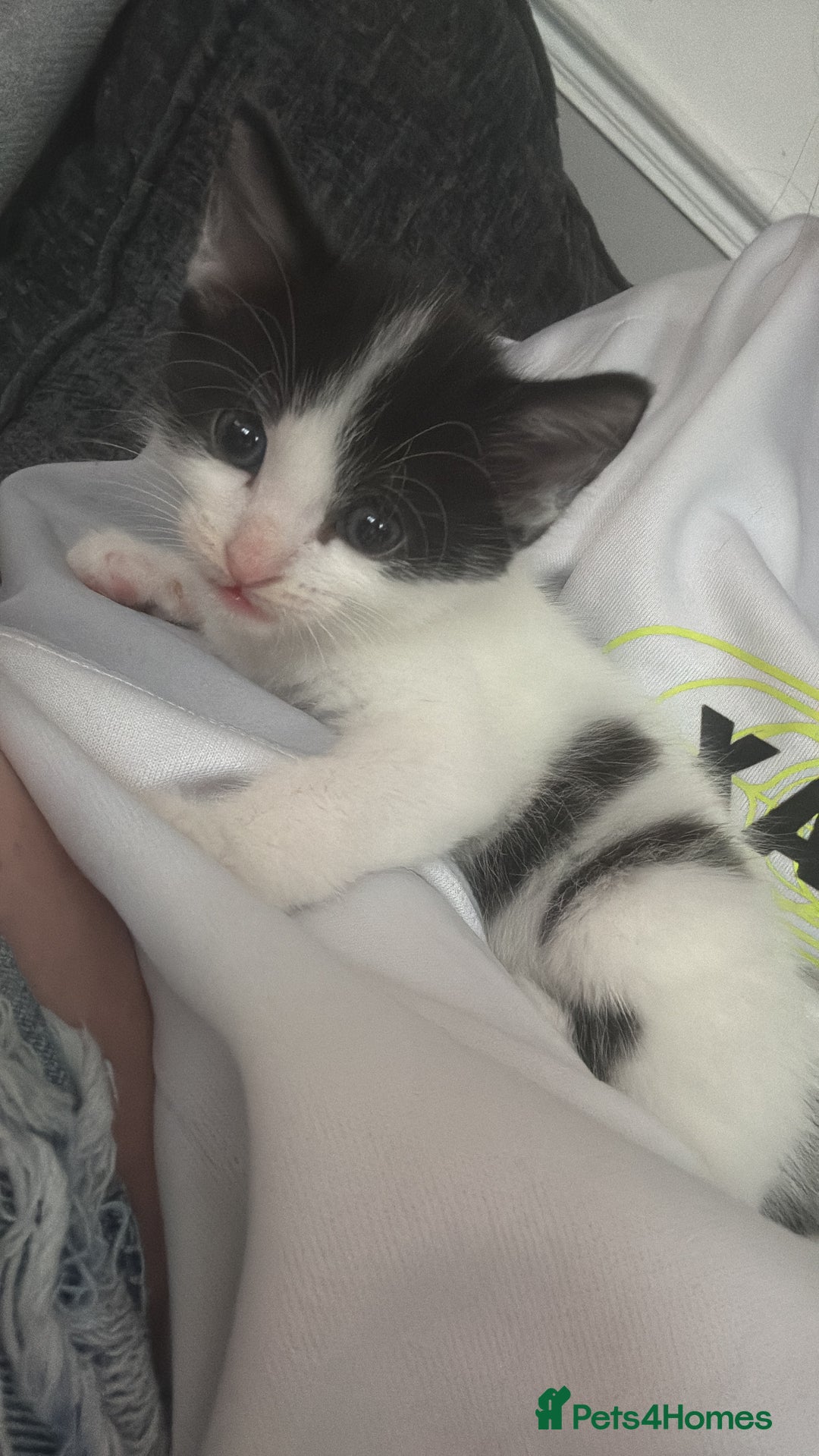 Mixed Breed cats for sale: 5 female kittens for sale  - Image 8