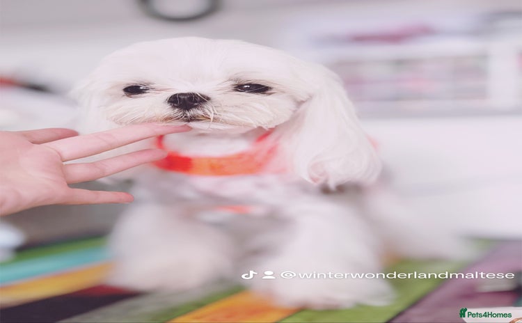 Maltese dogs - Advert 3