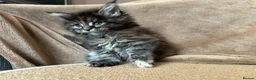 Maine Coon cats for sale: TICA Maine coon Kittens Smoke/Silver - Advert 9