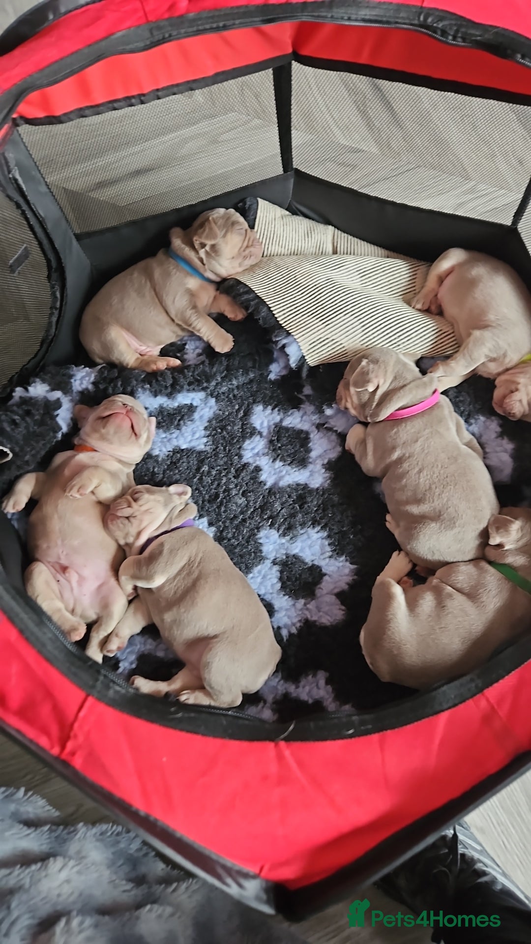 French Bulldog dogs for sale: Isabella french bulldog - Image 9