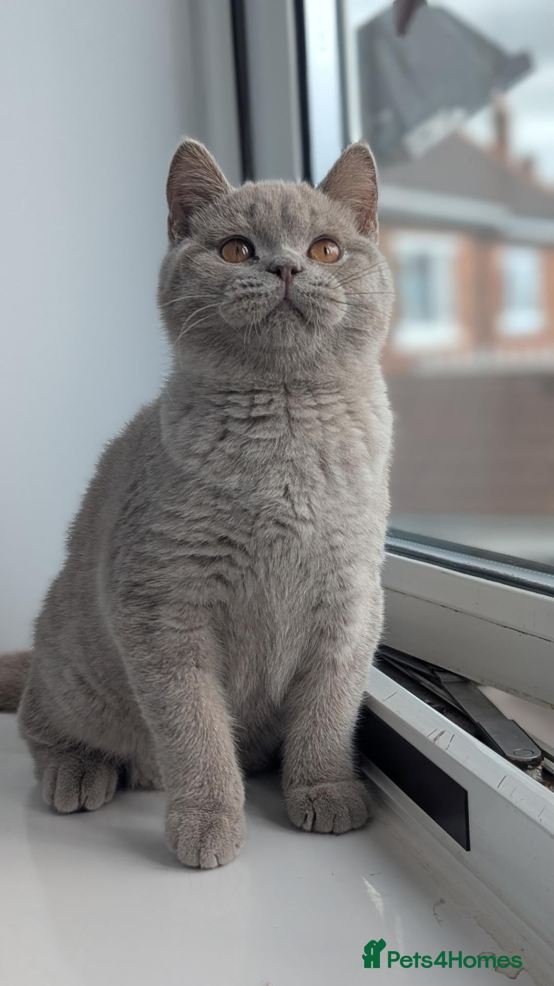 British Shorthair cats Only one boy remaining 💥🔥 - Advert 1