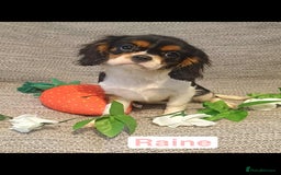 Cavalier King Charles Spaniel dogs for sale: Beautiful quality kc registered cavalier puppies  - Image 18