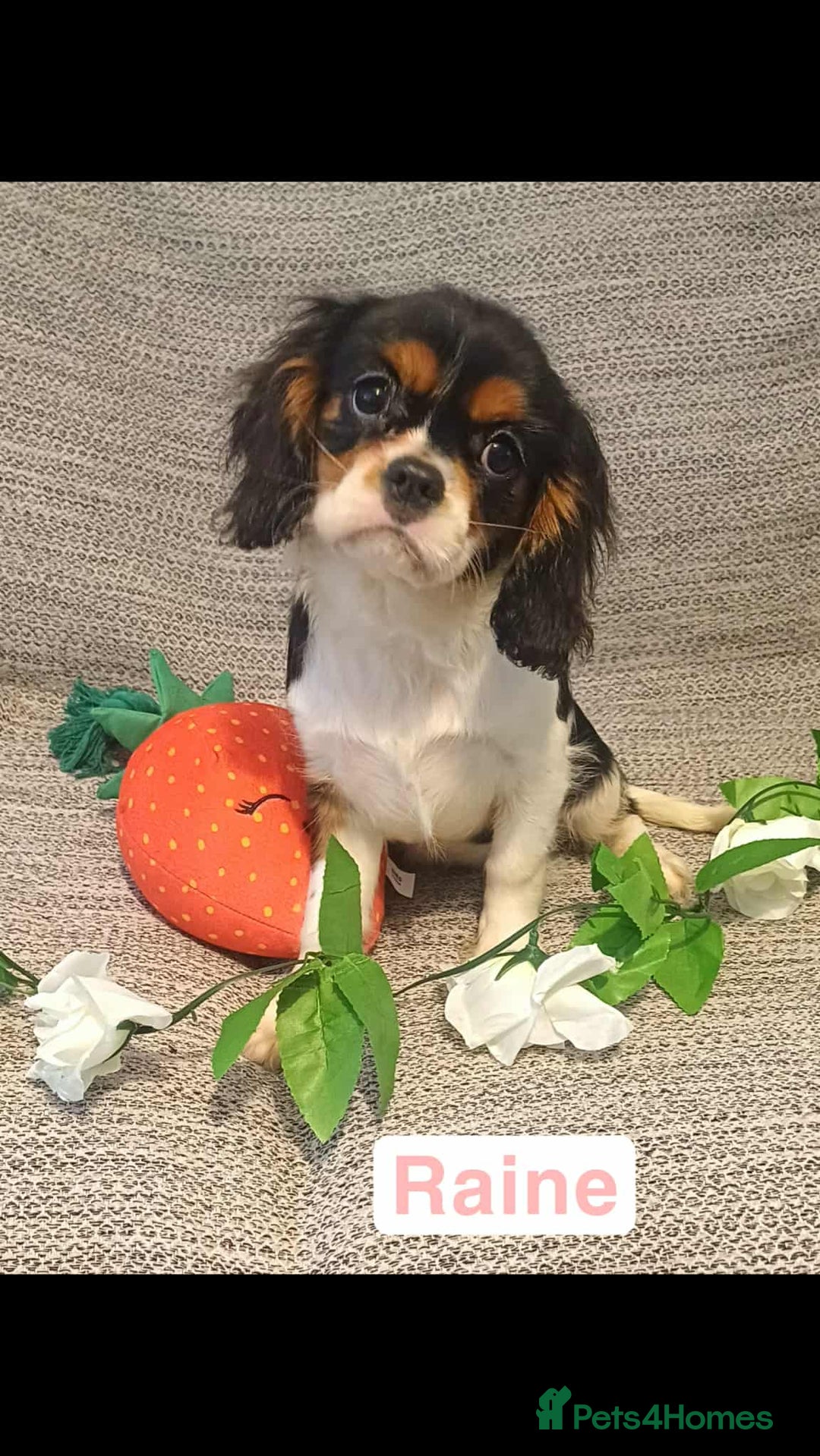 Cavalier King Charles Spaniel dogs for sale: Beautiful quality kc registered cavalier puppies  - Image 18