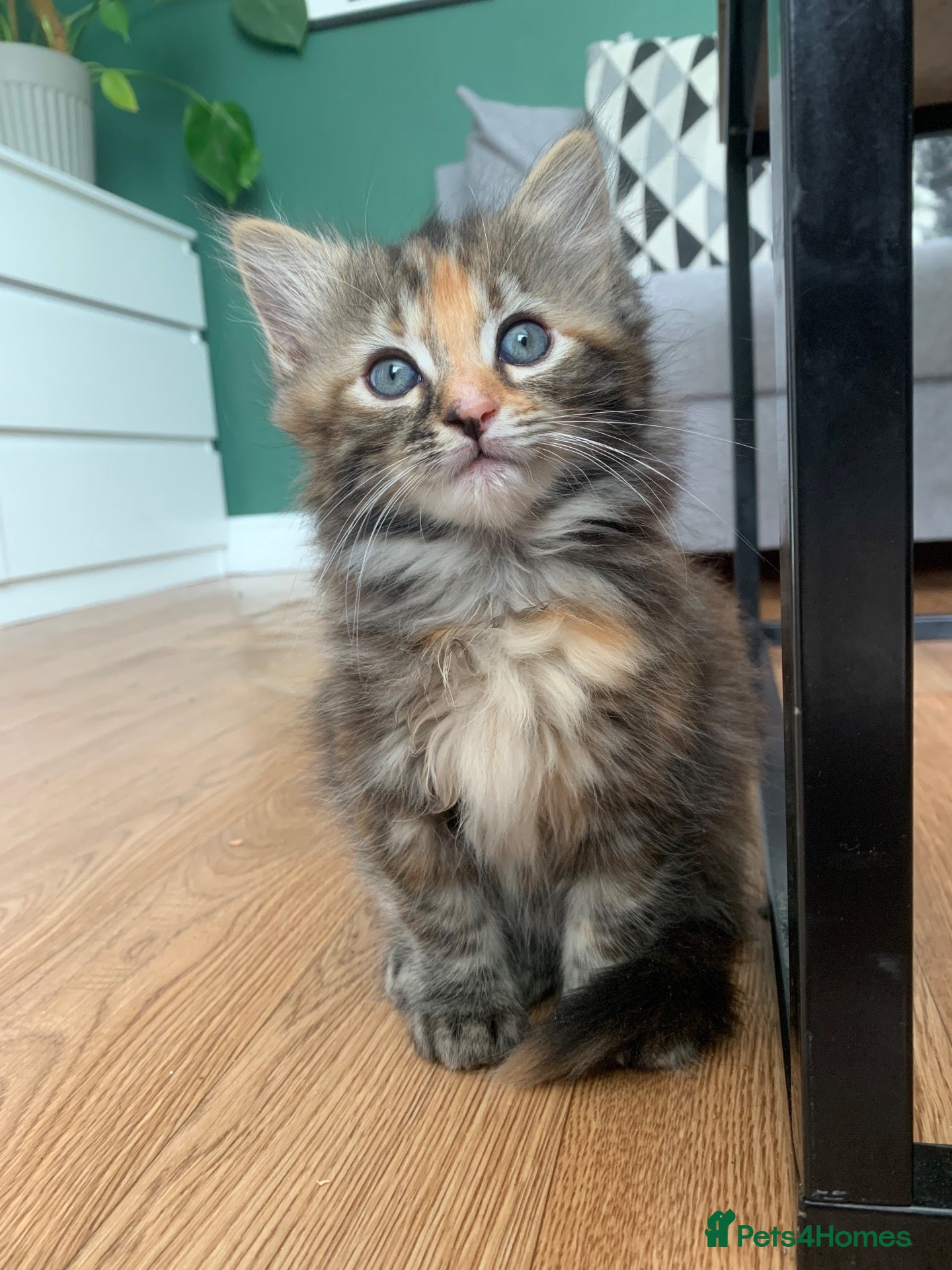 Mixed Breed cats for sale: longhaired female kittens (half Ragdoll mother)  - Advert 4
