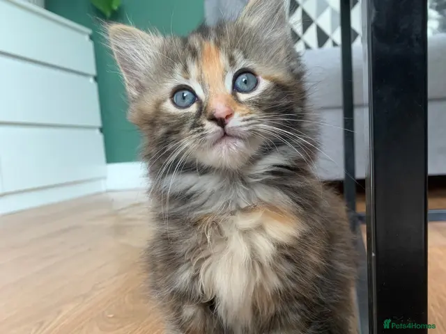 Mixed Breed cats for sale: longhaired female kittens (half Ragdoll mother) - Advert 4