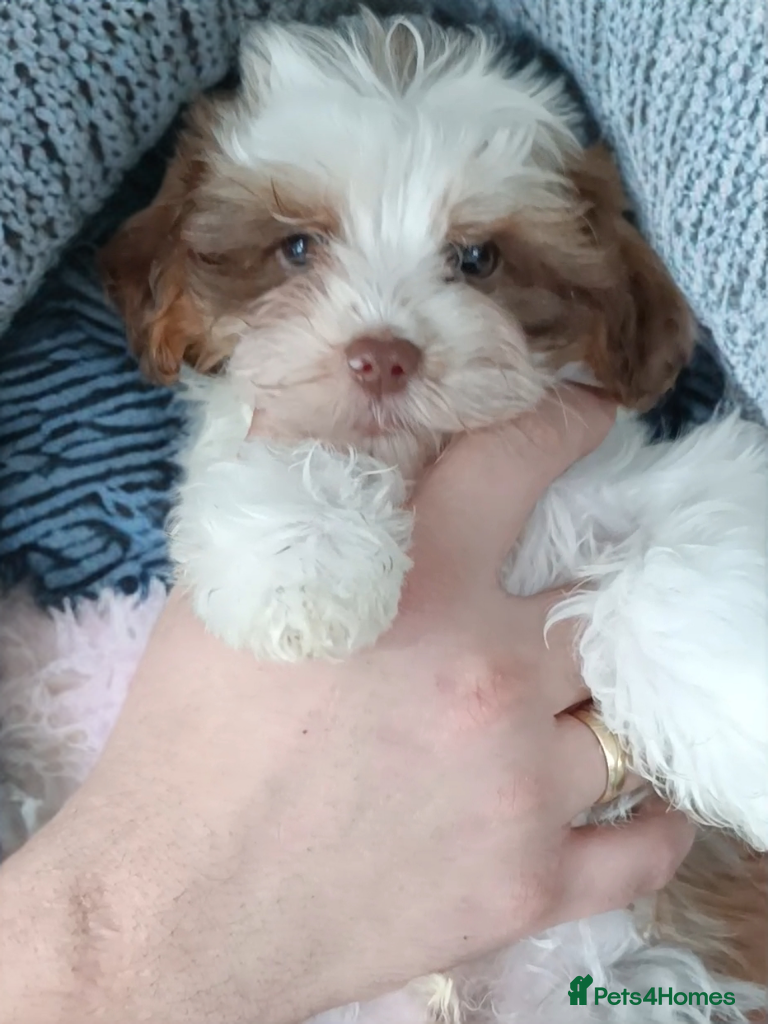 Yorkshire Terrier dogs Posh puppies - colored Yorkshire terrier🐶 - Advert 1