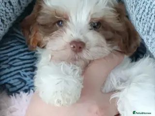 Yorkshire Terrier dogs Posh puppies - colored Yorkshire terrier🐶 - Advert 2