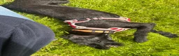 Patterdale Terrier dogs for adoption: Dahlia - Advert 4