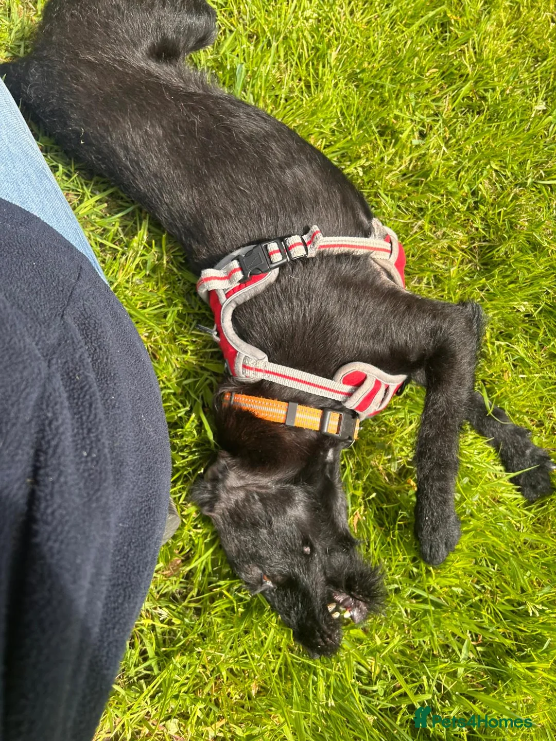 Patterdale Terrier dogs for adoption: Dahlia - Advert 4