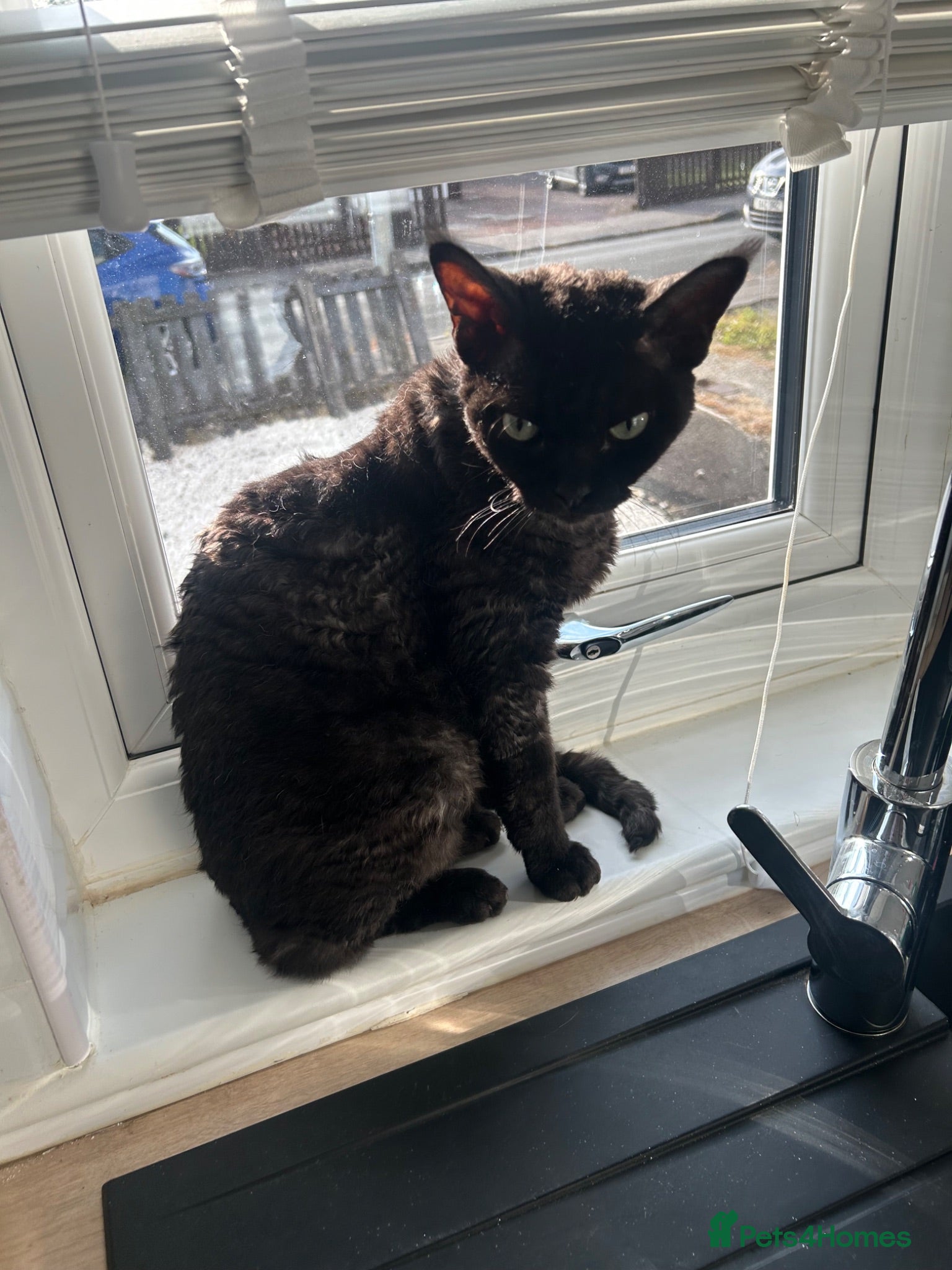 Devon Rex cats Devon Rex black smoke male 5 years  - Advert 18