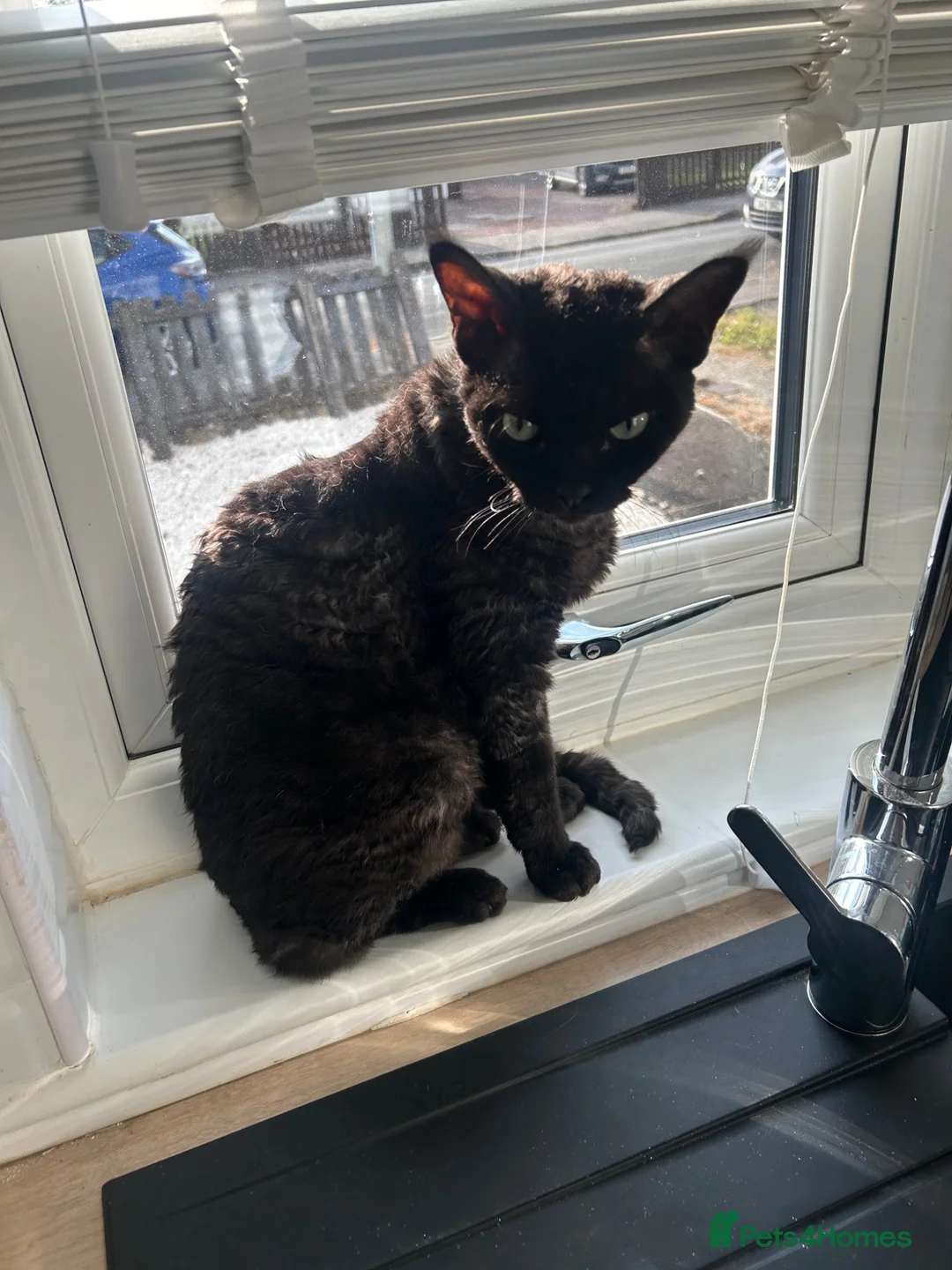 Devon Rex cats for sale: Devon Rex black smoke male 5 years  - Advert 1
