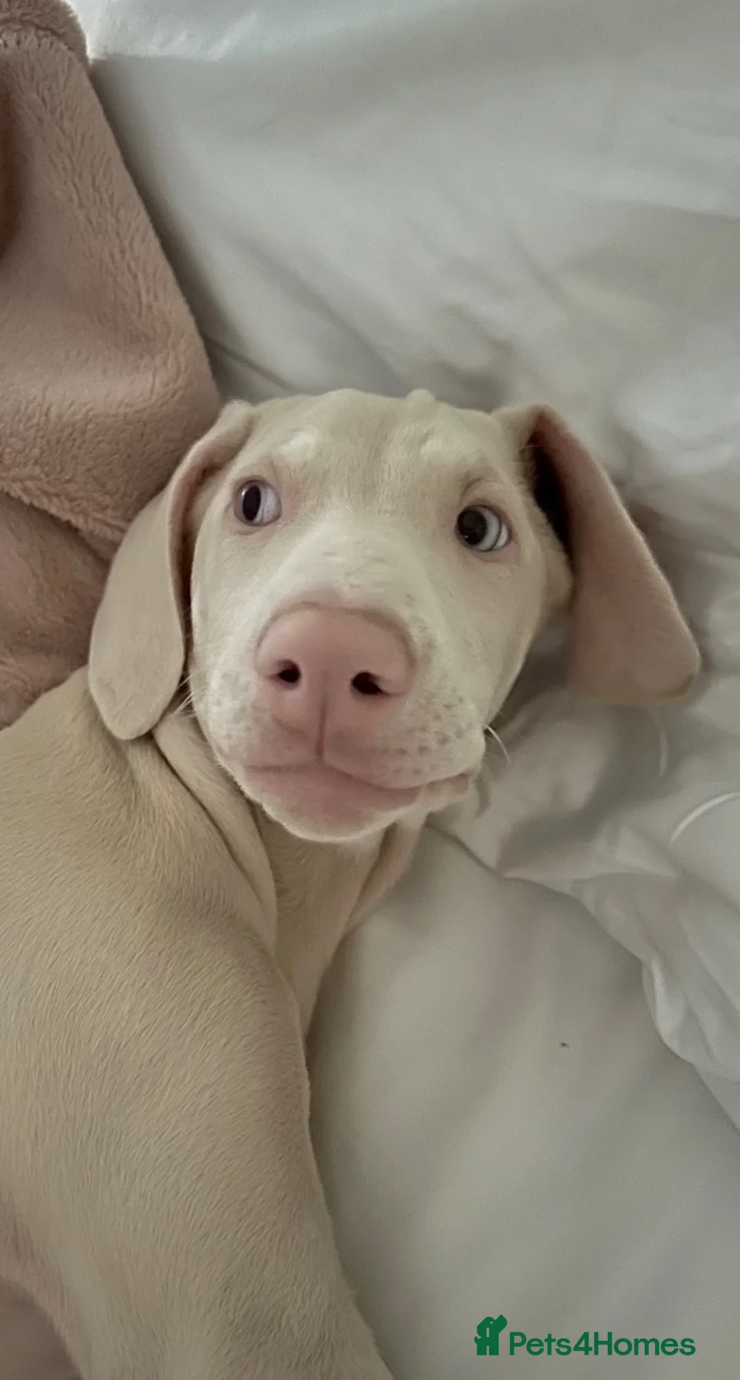 Dobermann dogs for sale: Stunning white doberman puppies for sale! in London - Advert 2