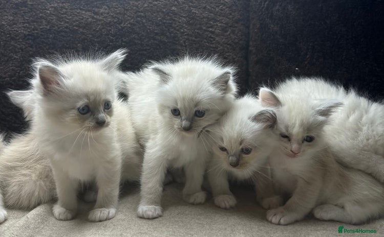 Ragdoll cats - Advert 12