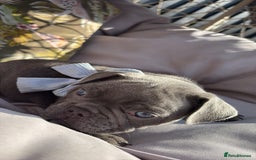 French Bulldog dogs for sale: 5 gorgeous fur babies 🩷 - Image 13