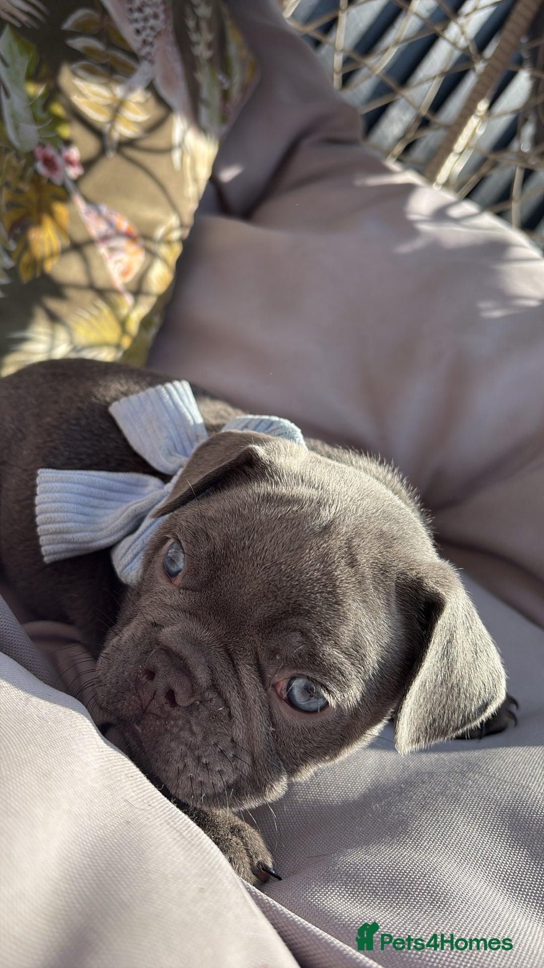 French Bulldog dogs for sale: 5 gorgeous fur babies 🩷 - Image 13