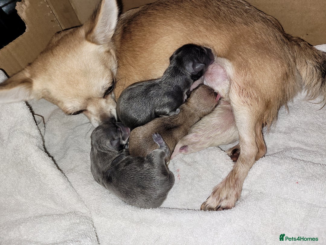 Chihuahua dogs for sale: Chihuahua puppies 2 males and 3 females  - Advert 20