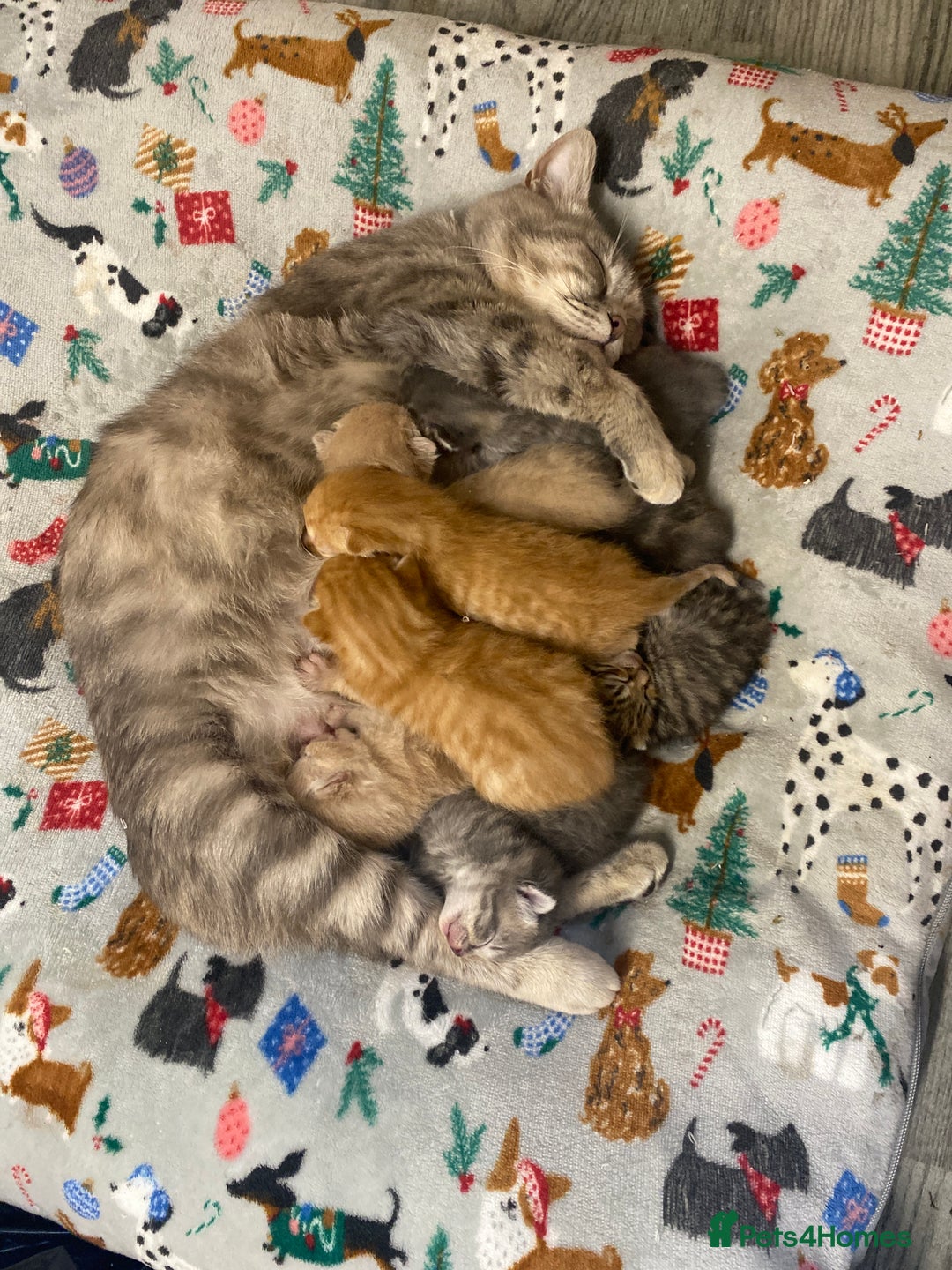 Bengal cats for sale: Bengal mixed Tabby - Advert 1