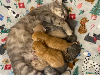 Bengal cats Bengal mixed Tabby - Advert 1