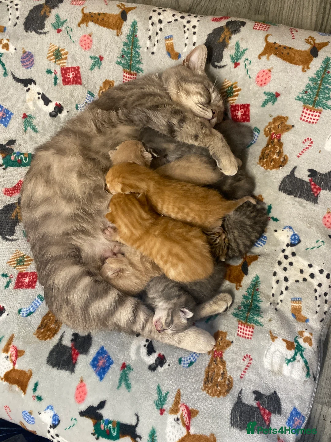 Bengal cats for sale: Bengal mixed Tabby - Advert 1