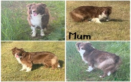 Border Collie dogs for sale: KC Reg Red + White Border Collie Puppies - Image 9