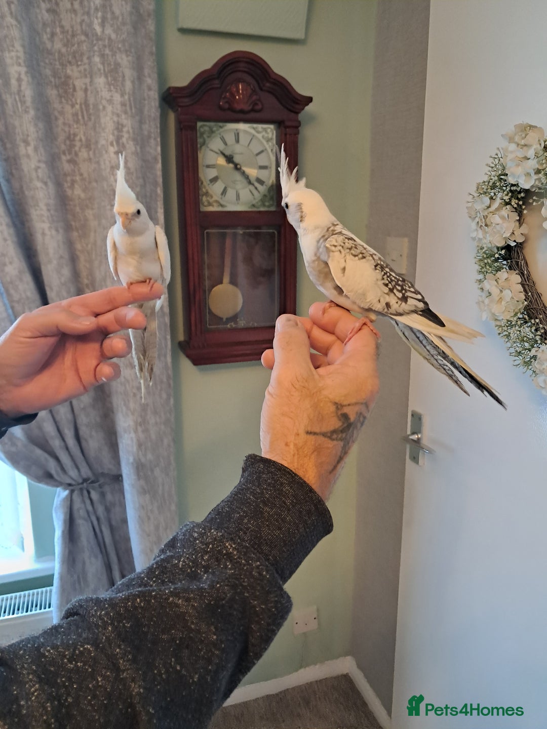 Cockatiels birds for sale: Hand reared baby cocktails ready now  - Advert 6