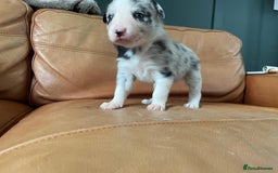 Border Collie dogs for sale: Border Collie Pups Merle, Tri-colour & Blk/wht - Image 25
