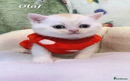 British Shorthair cats for sale: British shorthair babies  - Image 10