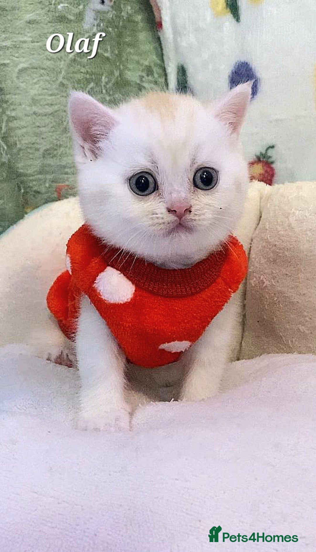 British Shorthair cats for sale: British shorthair babies  - Image 10