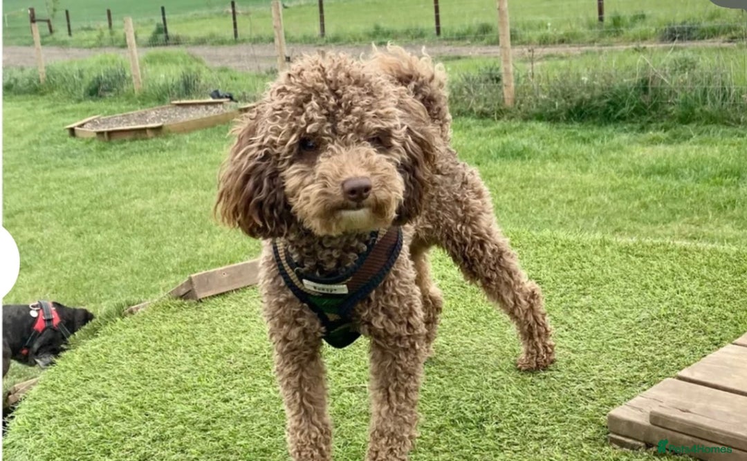 Cavapoo dogs for sale: BEAUTIFUL adorable Toy Cavapoos! - Image 9
