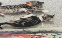 British Longhair cats for sale: Kittens  - Image 12