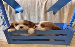 Cavalier King Charles Spaniel dogs for sale: Gorgeous Cavalier King Charles Puppies  - Image 11