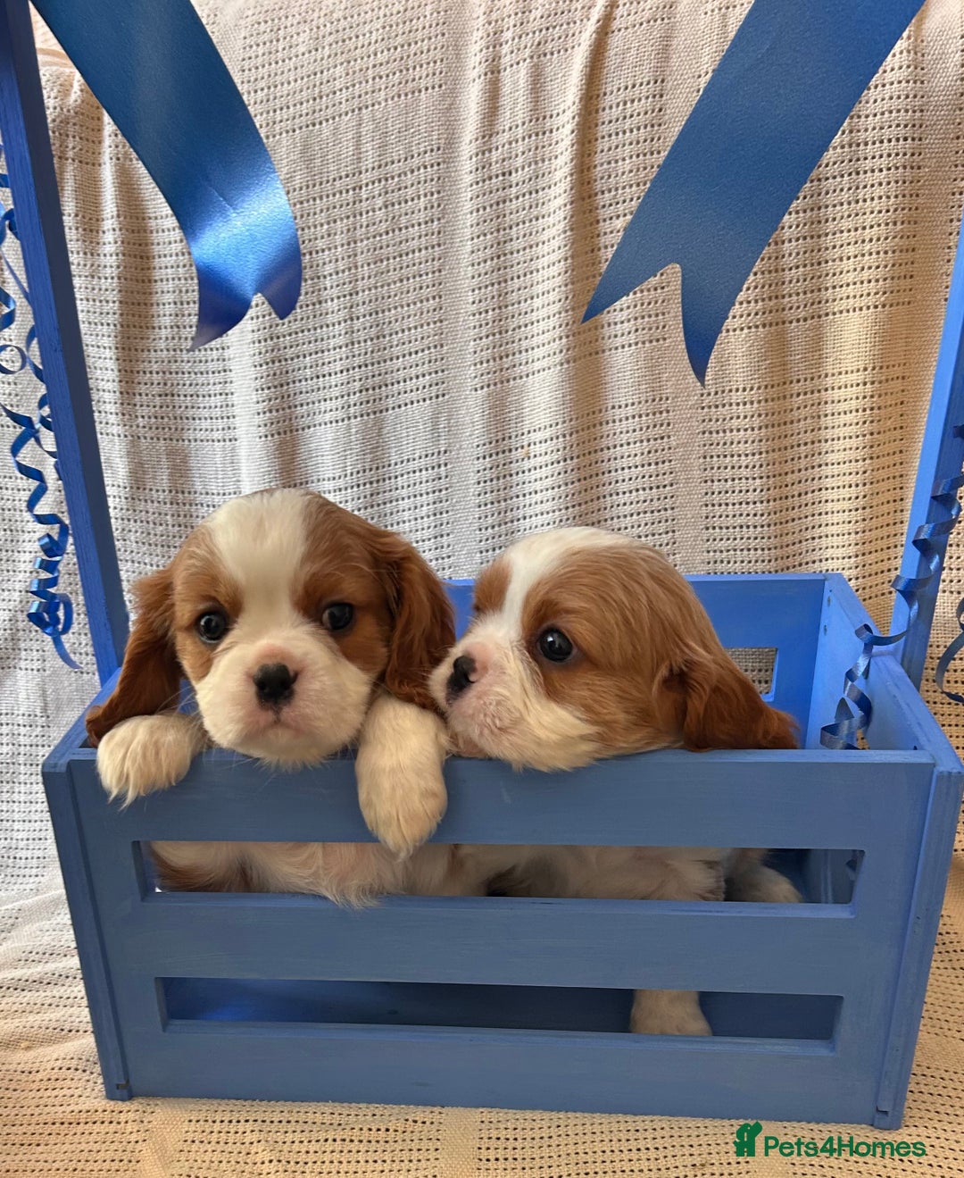 Cavalier King Charles Spaniel dogs for sale: Gorgeous Cavalier King Charles Puppies  - Image 11