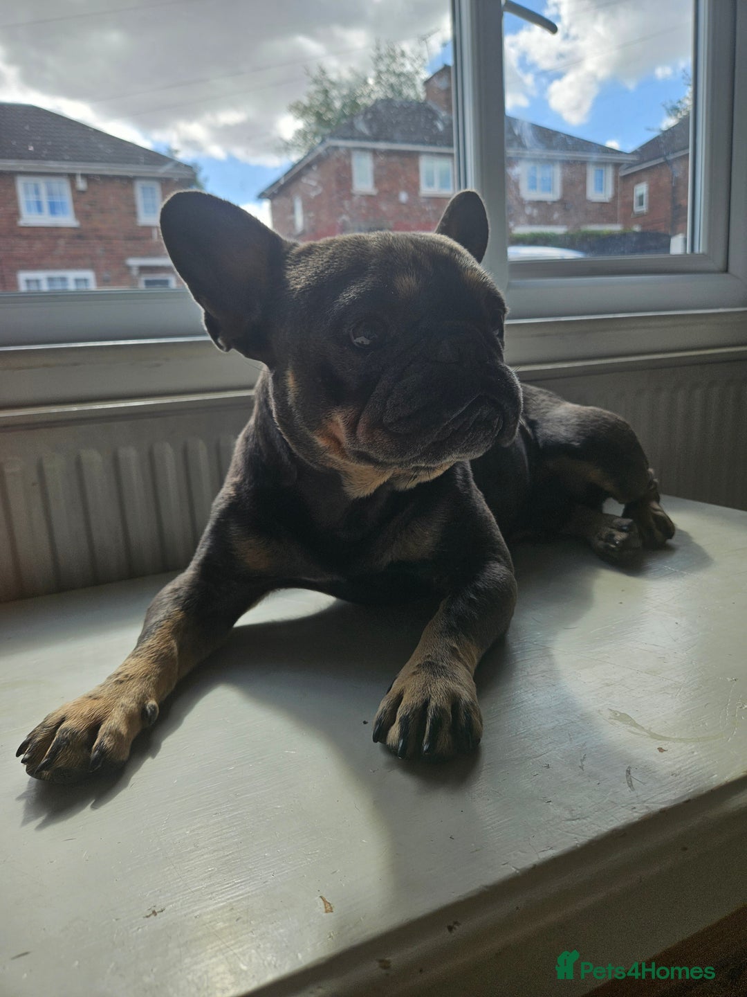 French Bulldog dogs for stud: My beautiful boy available for stud  - Image 5