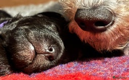 Bedlington Terrier dogs for sale: Beautiful baby Bedlington Terriers - Image 5