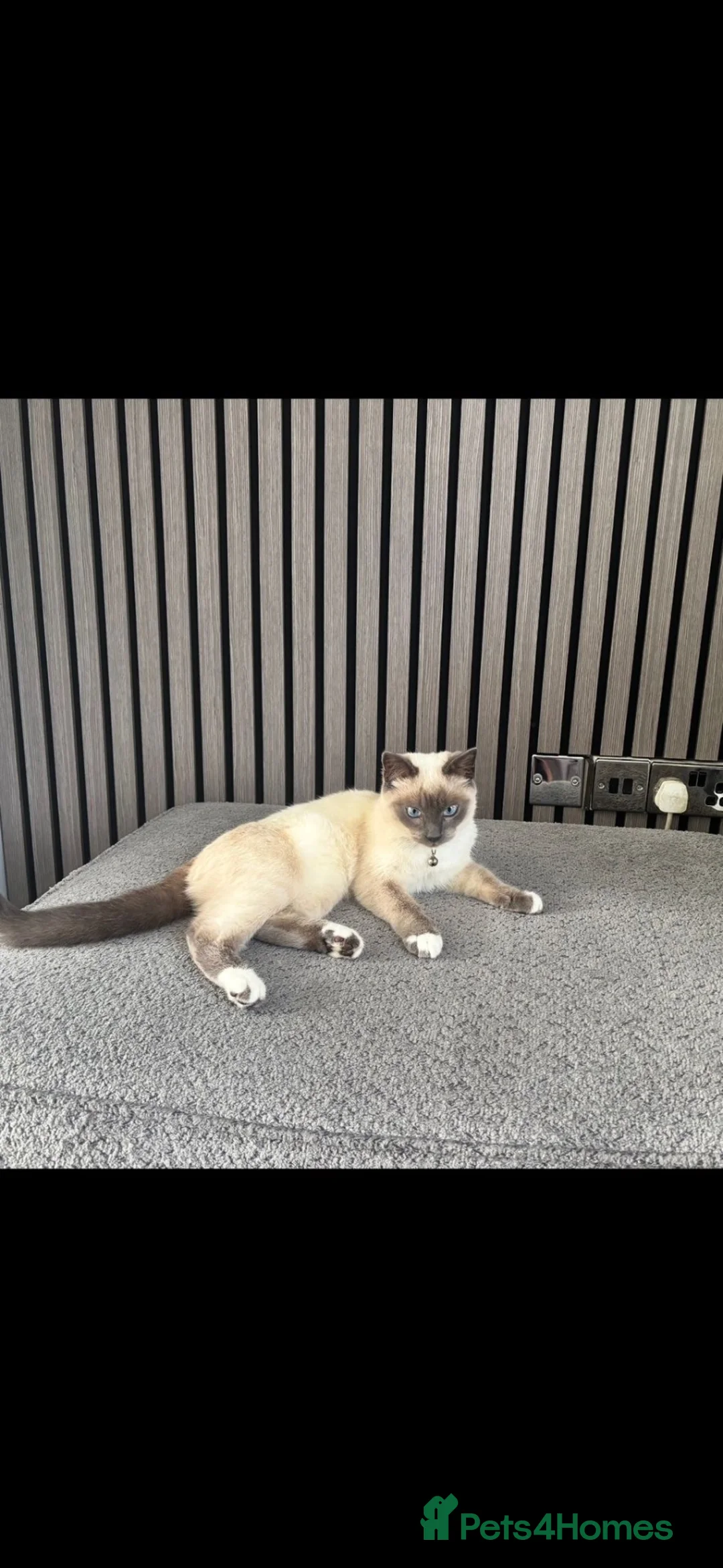 Ragdoll cats for sale: Blue pointed rag doll male 8 months old  in Smethwick - Advert 5