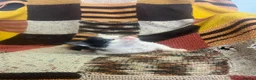 Mixed Breed cats for sale: Kittens looking for their forever homes  - Advert 9