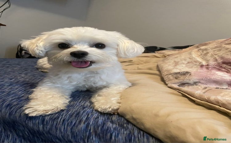 Maltese dogs for sale - Advert 1