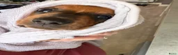 Dachshund dogs for sale: Dachshund puppies for sale - Advert 2