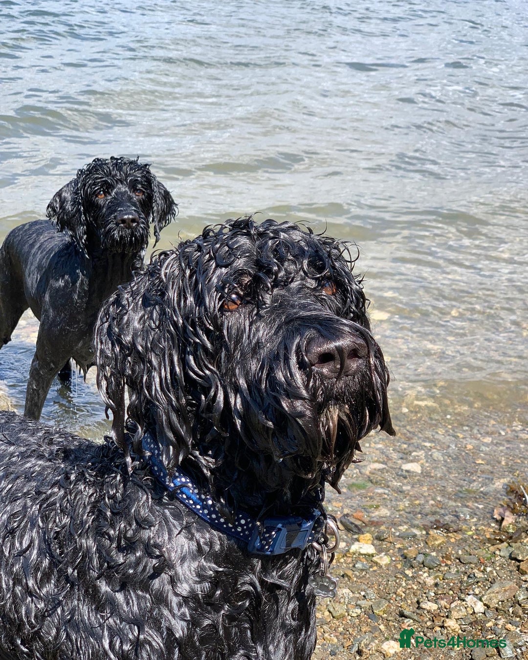 Portuguese Water Dog dogs for sale: ARTSEADOG KC registered Pure Portuguese Waterdogs - Image 26
