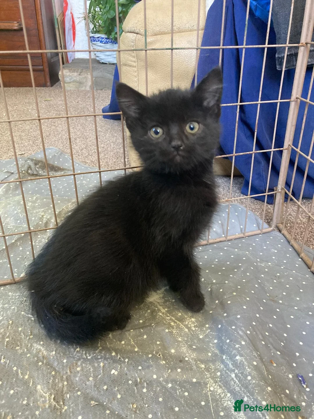 Mixed Breed cats for sale: Beautiful kittens - Advert 6