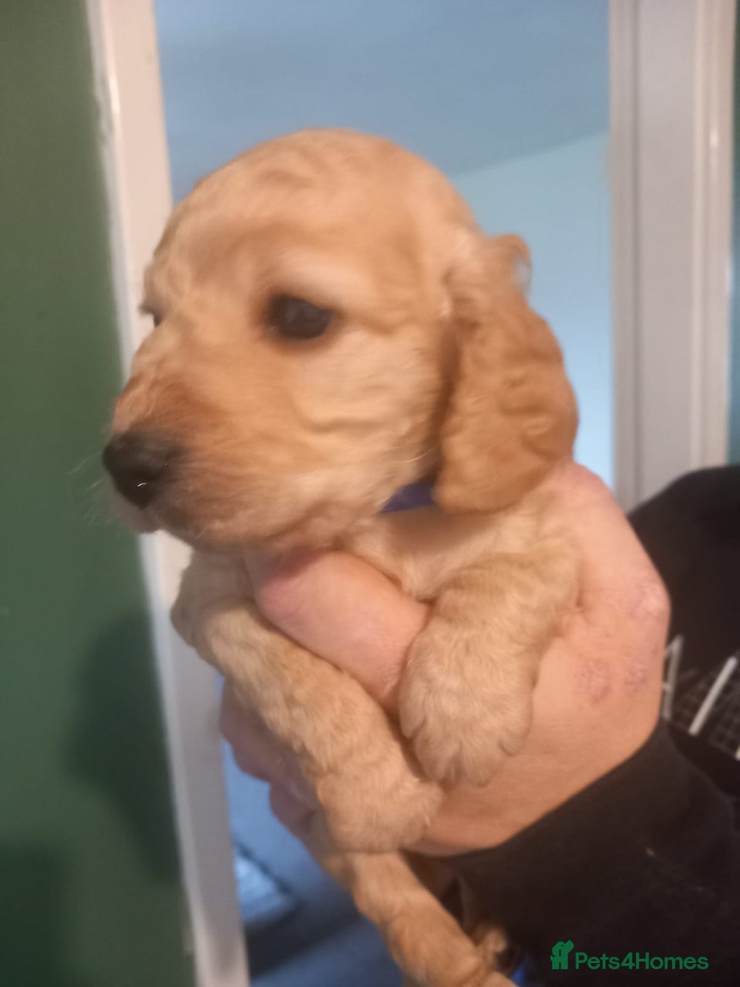 Cockapoo dogs for sale: Beautiful litter of 8 cockapoos one girl left - Advert 3