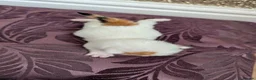 Mixed Breed cats for sale: £40 each or 2 for £70 - read description :) in Liverpool - Advert 25