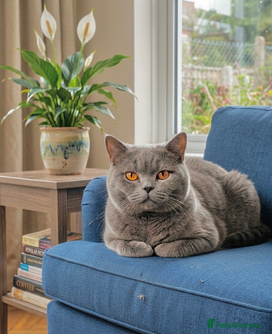 British Shorthair cats Male british shorthair cat - Advert 1
