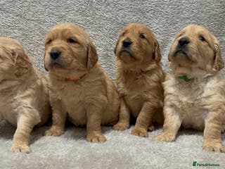 Golden Retriever dogs KC DNA tested gorgeous golden retriever puppies - Advert 9
