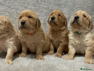 Golden Retriever dogs KC DNA tested gorgeous golden retriever puppies - Advert 10