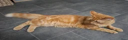 Mixed Breed cats for sale: Ginger Boy 6 months  - Advert 3