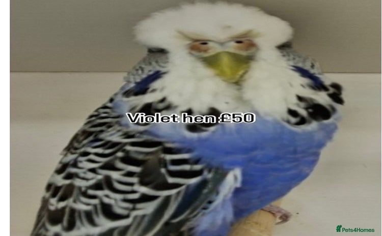 Budgerigars birds - Advert 3