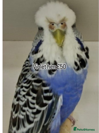 Budgerigars birds - Advert 1