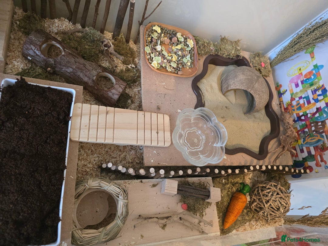 Hamster rodents for sale: Syrian Hamster - Image 11